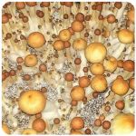 Псилоцибиновые (галлюциногенные)  грибы Psilocybin "Golden Teacher" в Новодвинске