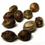 Семена марихуаны АК-47  (Seeds AK-47) в Новодвинске